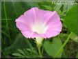 Pink morning glory picture