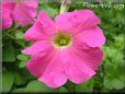 pink petunia picture