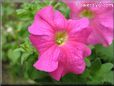 pink petunia flower picture
