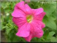 pink petunia flower picture