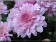 pink mum flower picture