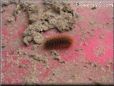 fuzzy caterpillar picture