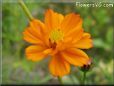 orange cosmos flower picture