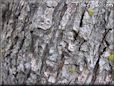 tree bark pictures
