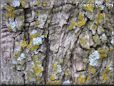 tree moss wallpaper