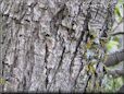 tree bark wallpapers