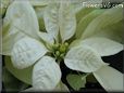 poinsettia flower picture