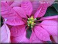 poinsettia flower picture