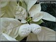 poinsettia flower picture