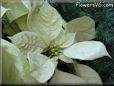 poinsettia flower picture