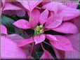 poinsettia flower picture