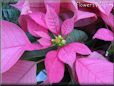 poinsettia flower picture