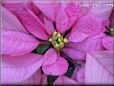 poinsettia flower picture
