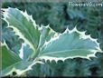 holly plant picture