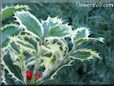 holly plant picture