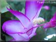 christmas cactus flower picture
