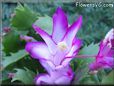 christmas cactus flower picture
