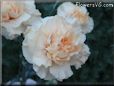 light peach color carnation flower picture
