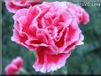 white red carnation flower picture
