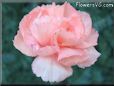 peach color carnation flower picture