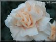 light peach color carnation flower picture