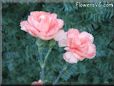 peach color carnation flower picture