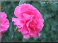 pink carnation flower picture