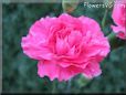 pink carnation flower picture