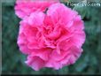 pink carnation flower picture