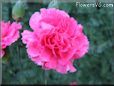 pink carnation flower picture