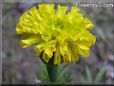 yellow marigold flower picture