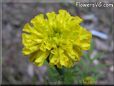 yellow marigold flower picture