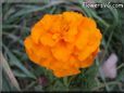 marigoldflower picture