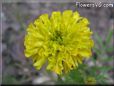 yellow marigold flower picture