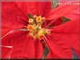  poinsettia flower picture