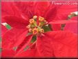 poinsettia flower picture