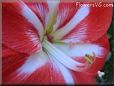 red white amaryllis picture