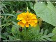 marigold orange flower picture