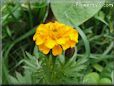 marigold orange flower picture