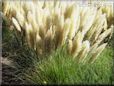 cortaderia picture