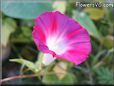 light Red Morning Glory picture