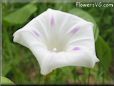 morning glory flower picture