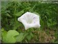 morning glory flower picture