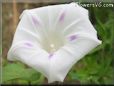 morning glory flower picture