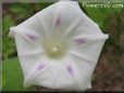 morning glory flower picture