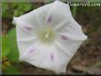 morning glory flower picture