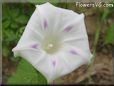 morning glory flower picture