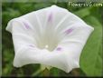 light purple Morning Glory white picture
