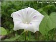 morning glory flower picture