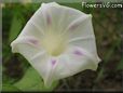 morning glory flower picture